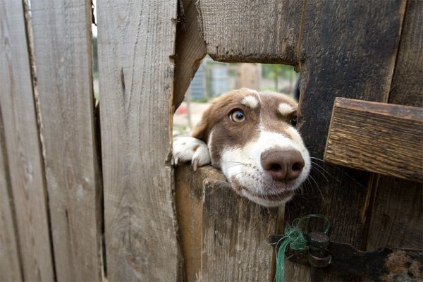 Любопытная собака