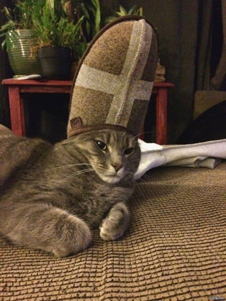Кот в тапке