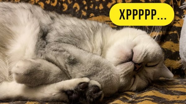 Спящий кот храпящий