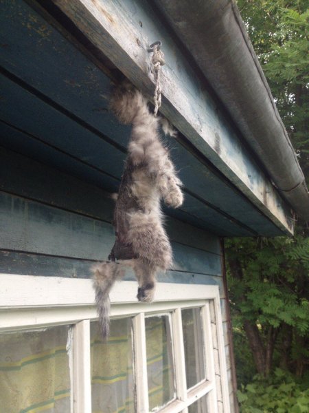 Повешенный котенок