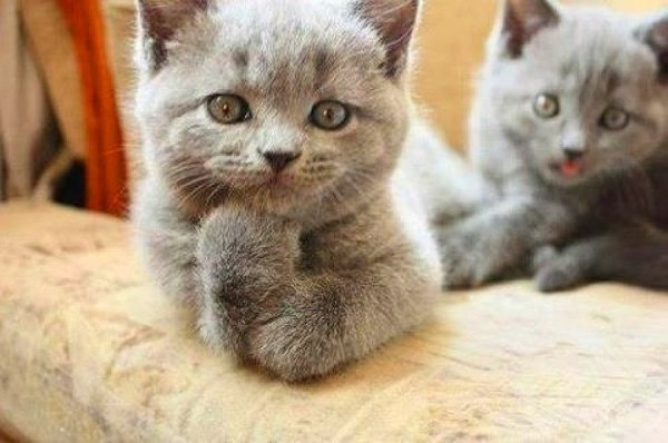 Ну рассказывай Мем с котом