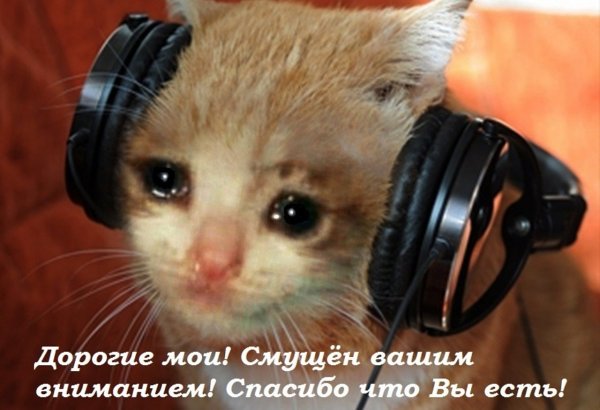 Котик в наушниках