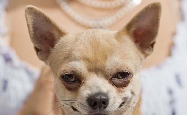 Чихуахуа гладкошерстный персиковый