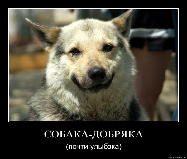 Собаки улыбаки