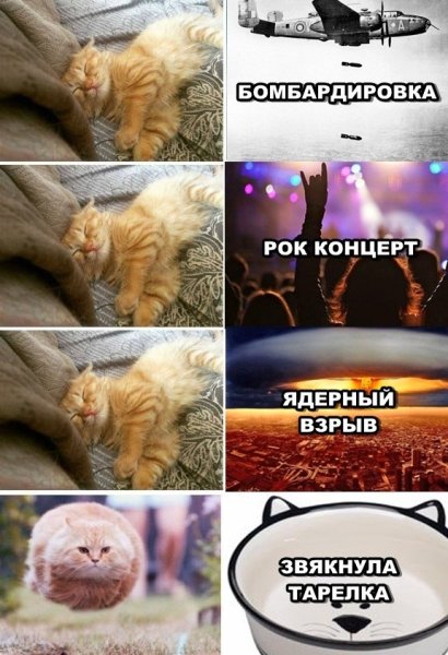 Кот и атомный взрыв
