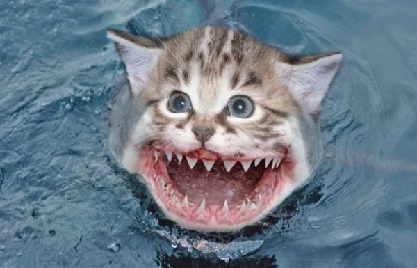 Коты акулы