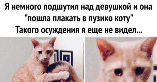 Ты чего наделал кот