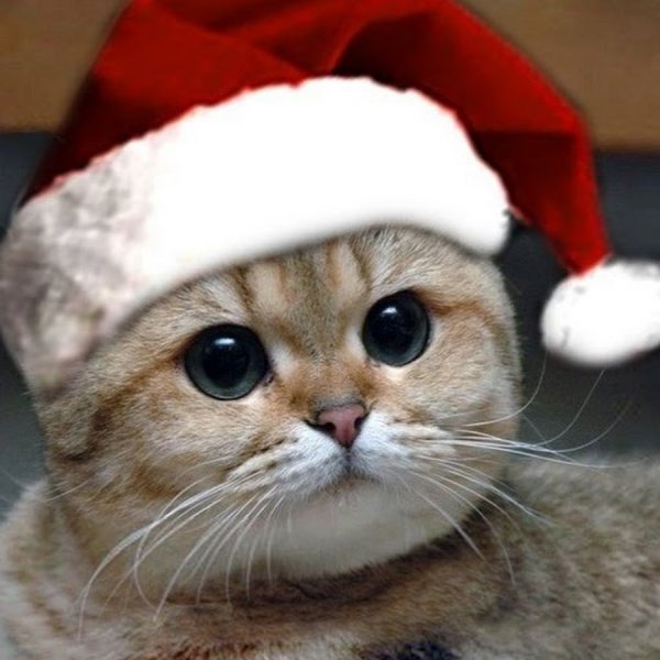 Кот в шапке