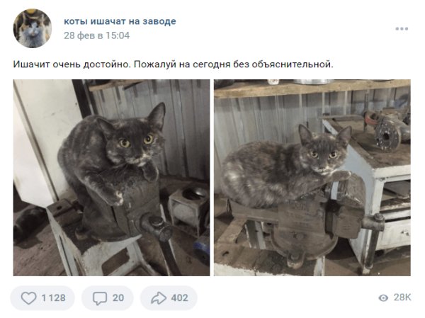 Кот ишачит на заводе