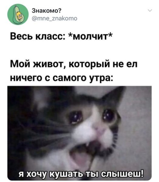 Ты чиво наделал кот