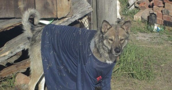 Деревенский пес в куртке