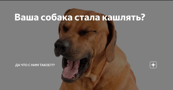 Собака кашляет прикол