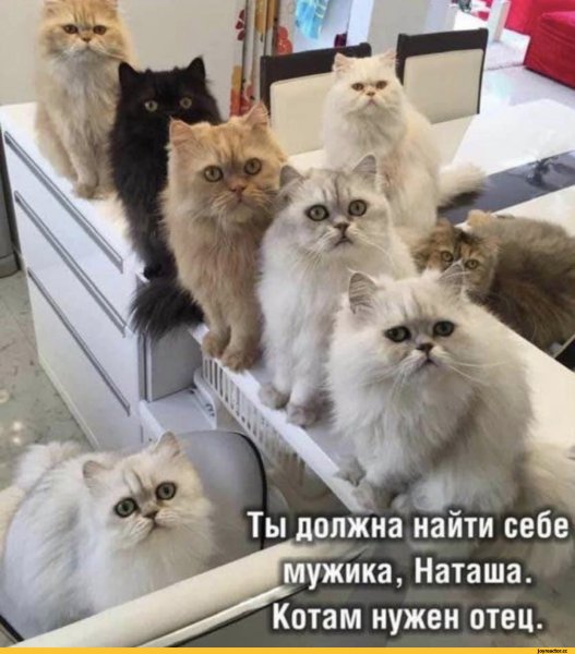Мемы с котами и надписями