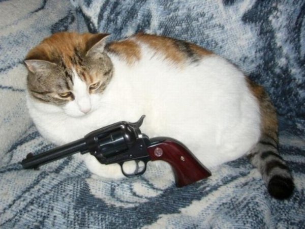 Котенок с автоматом