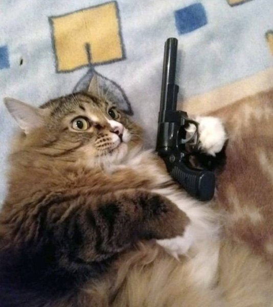 Котенок с пистолетом
