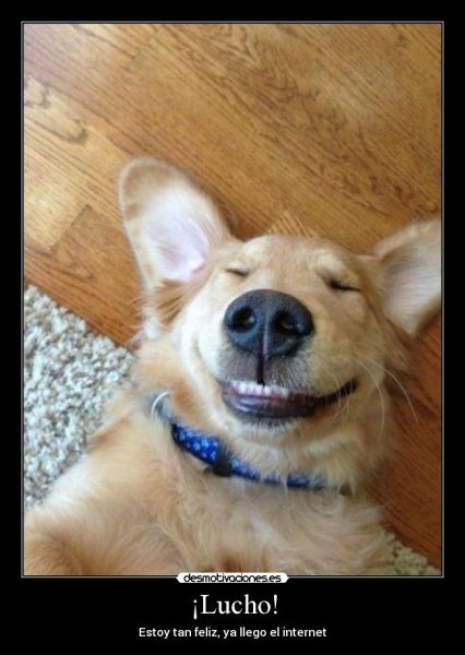 Довольная собака