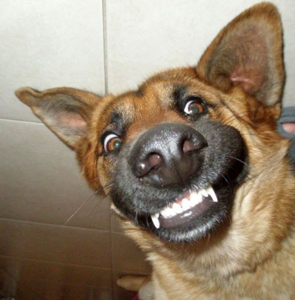 Собака улыбается