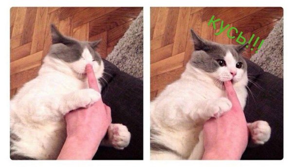 Кусь Мем