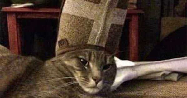 Кот католик