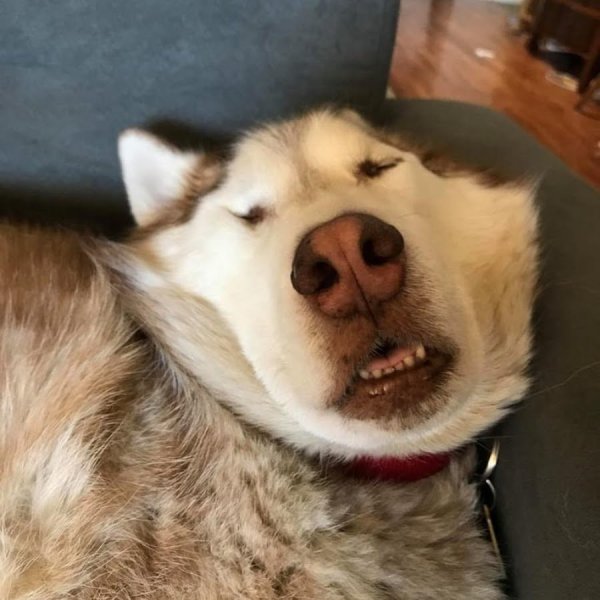 Сонная собака