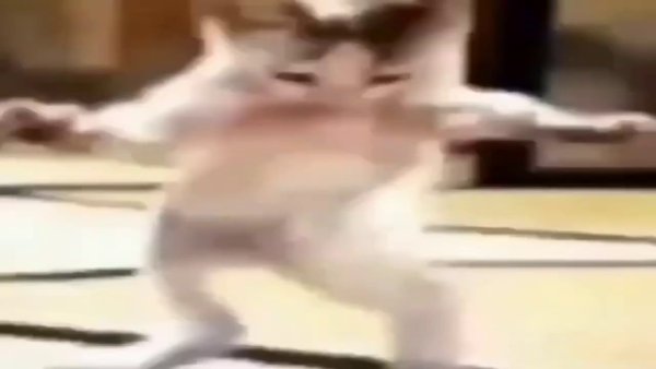 Танцующий кот gif
