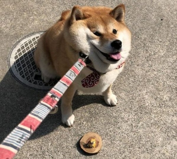 Сиба-ину Догги