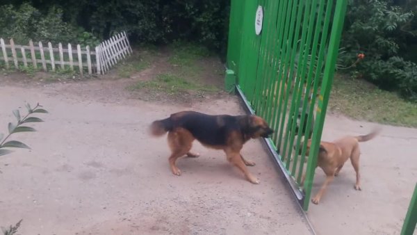 Собаки гавкают через забор