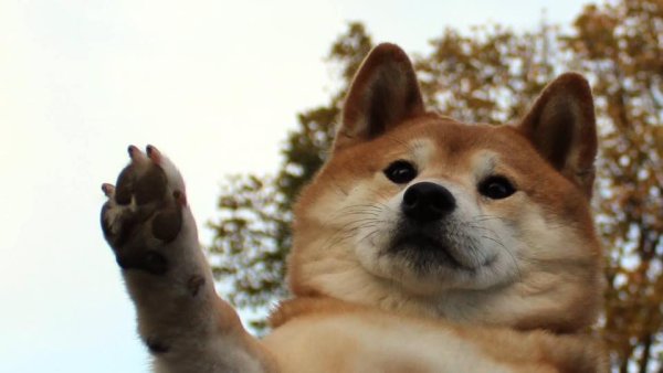 Шиба ину дож