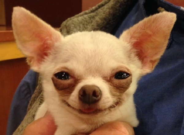 Собака чихуа Хуа Хуа злая