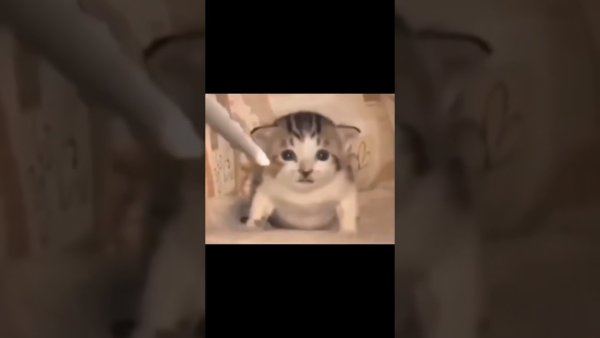 Котенок взрывается