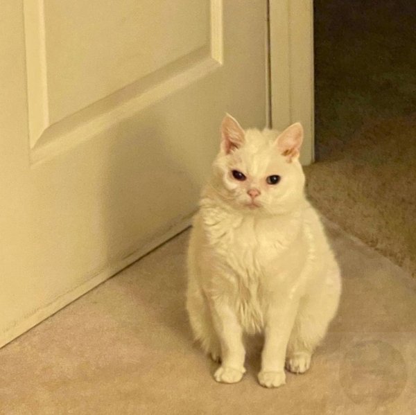 Белый невыспавшийся кот