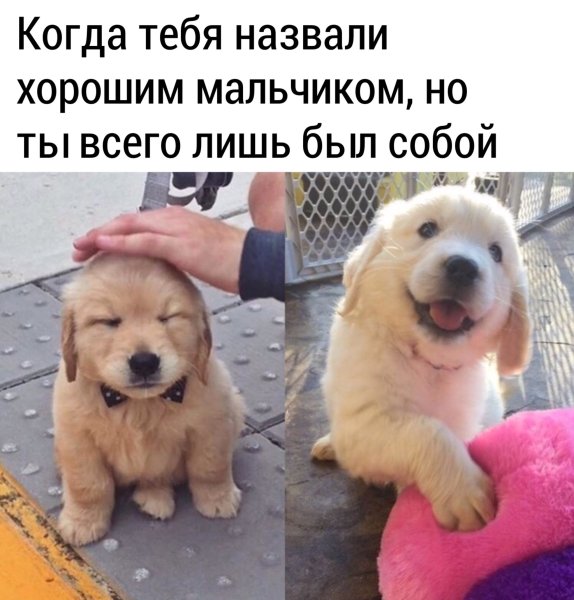 Хороший мальчик пес