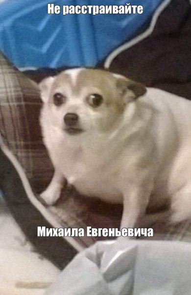 Чихуахуа плачет Мем