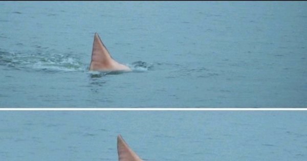 Мемы про акул