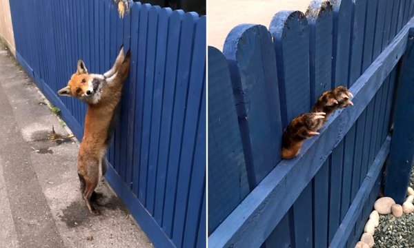 Собака на заборе