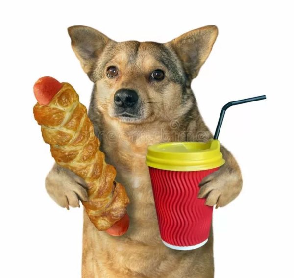 Собака с пивом и сосисками
