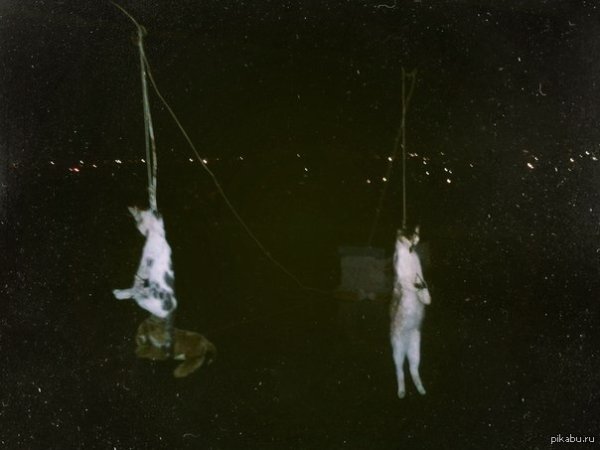 Кот повесился