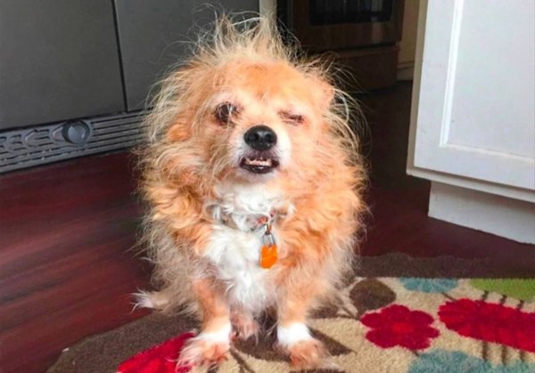 Смешные собаки просыпаются