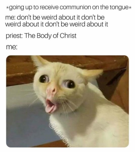Католичество Мем с котом