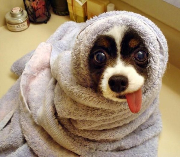 Забавные звери