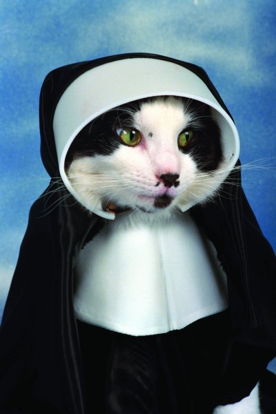 Кошка монахиня