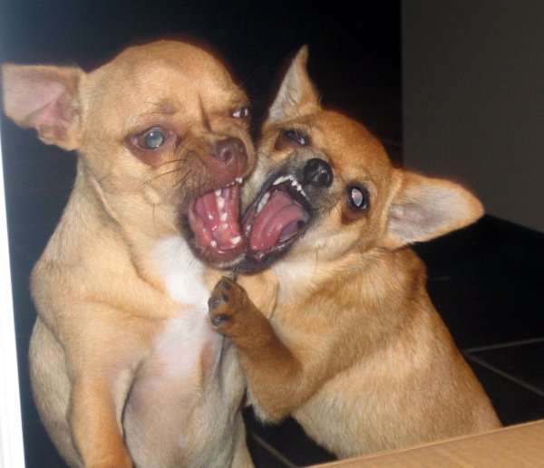 Псина чихуахуа злая