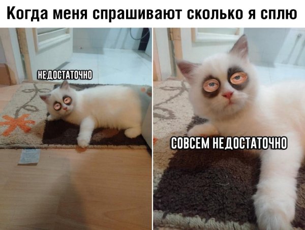 Куда высыпаюсь кот