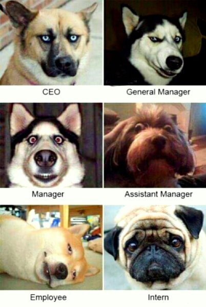 Мемы с собаками