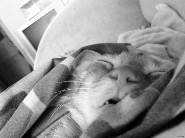 Мем опять эти ваши утры для айтшинка 1с