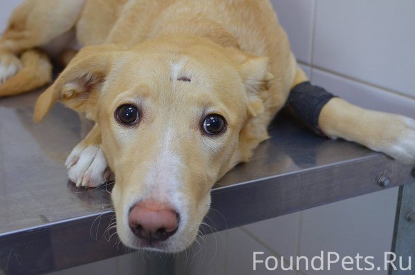 Грязный дрожащий пёс