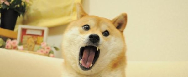 Doge в Твиттере