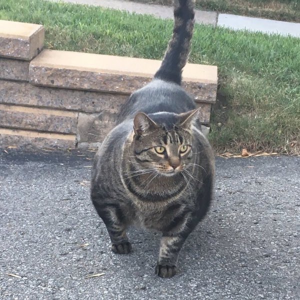 Сильный кот