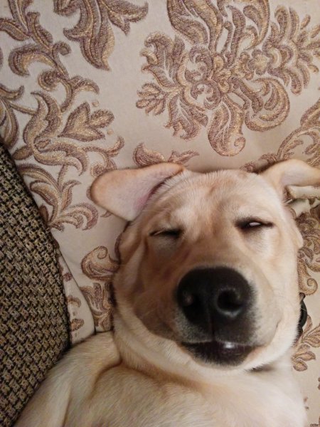 Собака утром