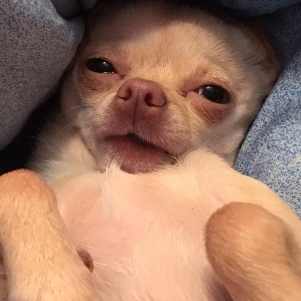 Чихуа Хуа проснулась